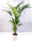 [Palmenlager] - Howea forsteriana - Kentia Palme 140 cm // Zimmerpflanze