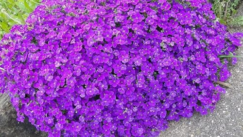 Aubrietia cascade violet, Aubriètes 120, plante vivace, couvre-sol, rocaille