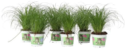 Plant in a Box - Cyperus 'Herbe à chat' - Set de 6 - Pot 12cm - Hauteur 30-40cm
