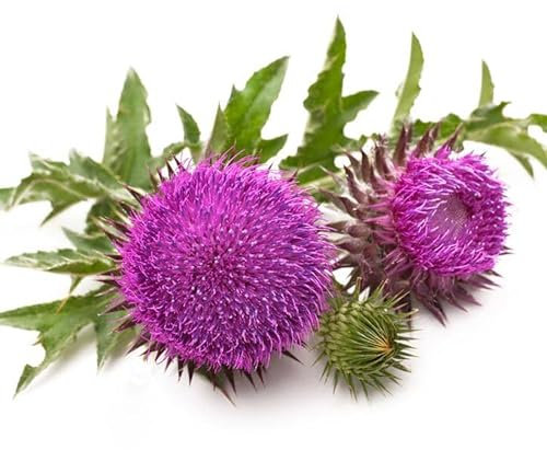 150 graines de Chardon des champs (Cirsium arvense) - reproductible non traitée
