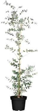 Eucalyptus 'Silver Dollar' 60-80 cm - Eukalyptus, silberblaue Blätter, ideal für Kübel und Rabatten, winterhart, pflegeleicht