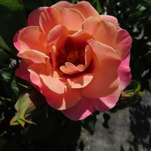 Catherine - 5.5lt Potted Floribunda Garden Bush Rose - Apricot/Pink Persica - Exclusive