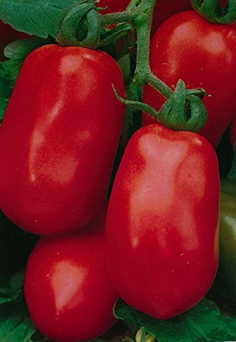 Viridis Hortus - Tomato Roma VF - 40 Vegetable Seeds (Excellent Plum Variety)