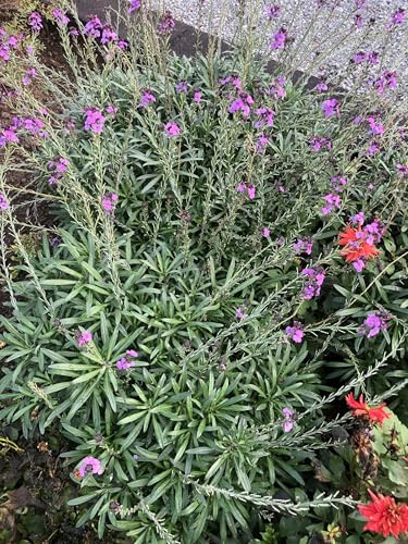 6 x Erysimum ‘Bowles’ Mauve’ – Viola arbustiva ‘Bowles Mauve’- vaso 9x9 cm