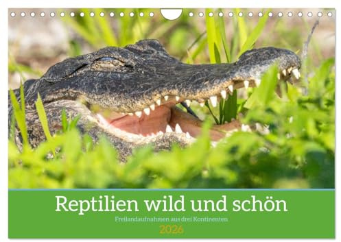 Reptilien wild und schön (Wandkalender 2026 DIN A4 quer), CALVENDO Monatskalender: Außergewöhnliche Naturfotografien freilebender Reptilien aus drei Kontinenten. (CALVENDO Tiere)