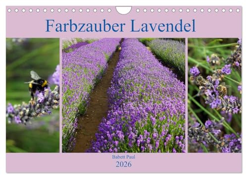 Farbzauber Lavendel (Wandkalender 2026 DIN A4 quer), CALVENDO Monatskalender: Lavendel in England mit unterschiedlichen Farbnuancen. (CALVENDO Natur)