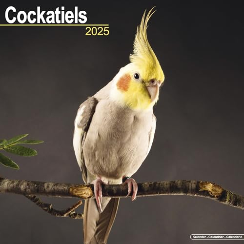 Cockatiels – Nymphensittiche 2025 – 16-Monatskalender: Original Avonside-Kalender [Mehrsprachig] [Kalender] (Wall-Kalender)