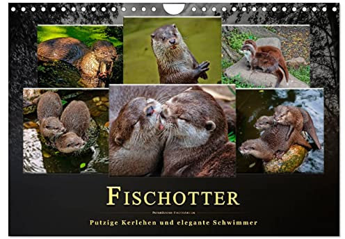 Fischotter - putzige Kerlchen und elegante Schwimmer (Wandkalender 2025 DIN A4 quer), CALVENDO Monatskalender: Der Fischotter ist zwar ein ... Tier einfach nur knuddeln. (CALVENDO Tiere)