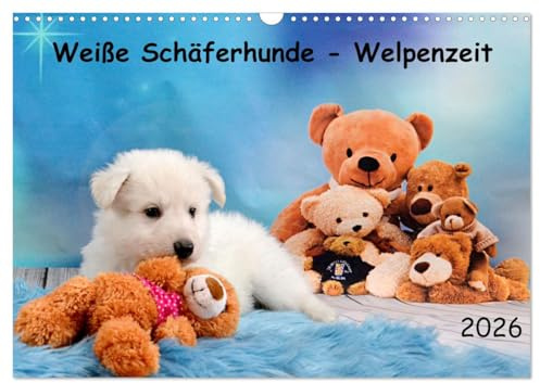 Weiße Schäferhunde - Welpenzeit (Wandkalender 2026 DIN A3 quer), CALVENDO Monatskalender: Weiße Schäferhunde in den ersten 12 Lebenswochen (CALVENDO Tiere)