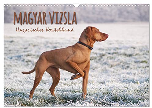 Magyar Vizsla - Ungarischer Vorstehhund (Wandkalender 2026 DIN A3 quer), CALVENDO Monatskalender: Mit dem ungarischen Vorstehhund durch das Jahr (CALVENDO Tiere)