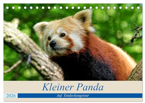 Kleiner Panda auf Entdeckungstour (Tischkalender 2026 DIN A5 quer), CALVENDO Monatskalender: Ein kleiner Panda geht auf große Entdeckungstour. (CALVENDO Tiere)