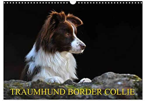 Traumhund Border Collie (Wandkalender 2026 DIN A3 quer), CALVENDO Monatskalender: Der Allrounder unter den Hunderassen in 13 bezaubernden Bildern (CALVENDO Tiere)