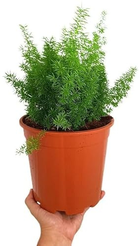 Asparagus Meyerii | Macetero 20 cm | Espárrago Cola de Zorro | Planta natural | Planta de interior o exterior