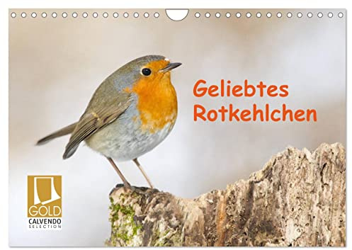 Geliebtes Rotkehlchen (Wandkalender 2026 DIN A4 quer), CALVENDO Monatskalender: Das anmutige Rotkehlchen präsentiert sich im Lauf der Jahreszeiten (CALVENDO Tiere)