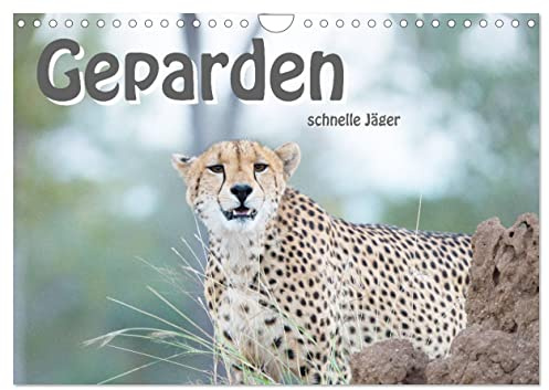 Geparden - schnelle Jäger (Wandkalender 2026 DIN A4 quer), CALVENDO Monatskalender: Die schnellsten, landlebenden Raubtiere in unglaublicher Schönheit (CALVENDO Tiere)
