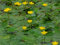 Portal Cool 3 Nymphoides peltata (Frange Water Lily) Piante Pond