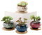 XUDREZ Ceramic Succulent Plant Pot Set of 4,Small Plant Pots Indoor with Tray,Mini Colourful Set Cactus Succulent Pots Home decorations Décor Style One