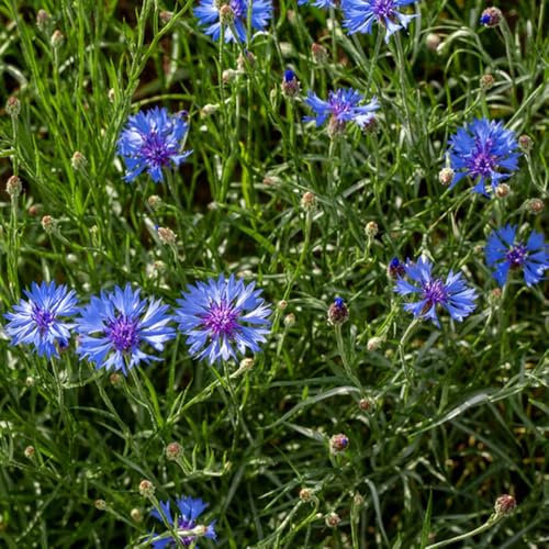 semillas de aciano, aciano flores de jardín, plantas resistentes Plantas de roca resistentes, plantas de flores resistentes para exterior. regalos jardin, de flores semillas de 150pcs