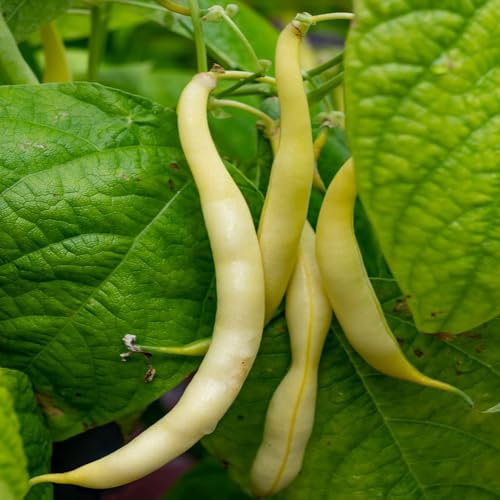 semillas de frijoles semillas de hierbas de jardín semillas de hierbas Plantas de balcón resistentes semillas de frijol semillas organicas plantas de interior balcón verduras plantas 30pcs