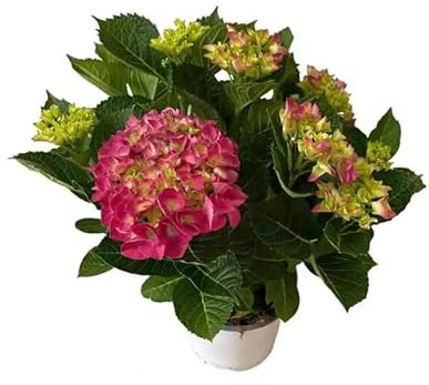 Hortensia Rosa en Maceta Arbusto Ornamental Natural Ideal para Espacios Verdes