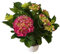 Hortensia Rosa en Maceta Arbusto Ornamental Natural Ideal para Espacios Verdes