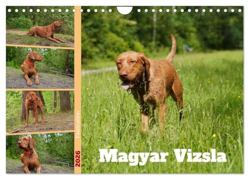 Faszination Magyar Vizsla (Wandkalender 2026 DIN A4 quer), CALVENDO Monatskalender: 14 Monate alter Magyar Vizsla Drahthaar im Wald und auf der Wiese (CALVENDO Tiere)