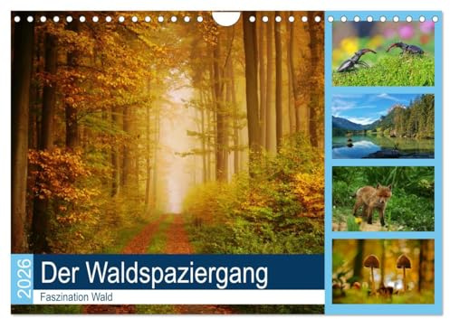 Der Waldspaziergang (Wandkalender 2026 DIN A4 quer), CALVENDO Monatskalender: Der herrliche deutsche Wald ist immer einen Besuch wert. (CALVENDO Natur)