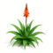 Lot de 25 graines à semer - Le Grenier d'Abondance - ALOE Greenii - Plante succulente