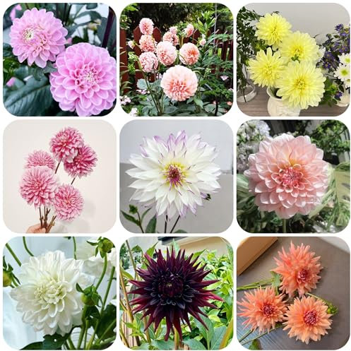 Bulbi di dalia resistenti perenni - bulbi di fiori perenni resistenti piante in vaso piante esotiche da interno decorazione floreale copertura del terreno da giardino e vasi per fiori 10pcs