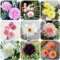 Bulbi di dalia resistenti perenni - bulbi di fiori perenni resistenti piante in vaso piante esotiche da interno decorazione floreale copertura del terreno da giardino e vasi per fiori 10pcs
