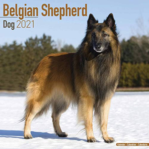 Belgian Shepherd Dog - Belgischer Schäferhund 2021: Original Avonside-Kalender [Mehrsprachig] [Kalender] (Wall-Kalender)