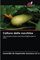Cultura delle zucchine: Concimazione azotata associata all'applicazione di silicio