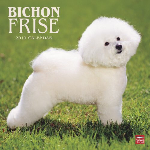 Bichon Frisé 2010