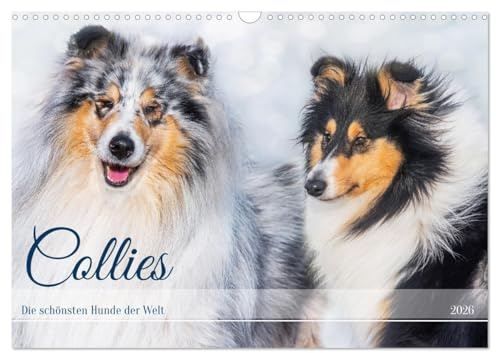 Collies - die schönsten Hunde der Welt (Wandkalender 2026 DIN A3 quer), CALVENDO Monatskalender: 13 wundervolle Fotos der Fotografin Sigrid Starick ... begleiten und durch das Jahr (CALVENDO Tiere)