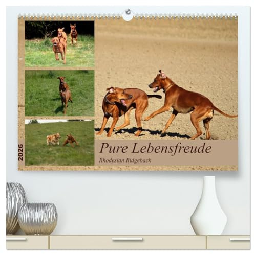 Rhodesian Ridgeback, Pure Lebensfreude (hochwertiger Premium Wandkalender 2026 DIN A2 quer), Kunstdruck in Hochglanz: Ein Lächeln im Gesicht (CALVENDO Tiere)