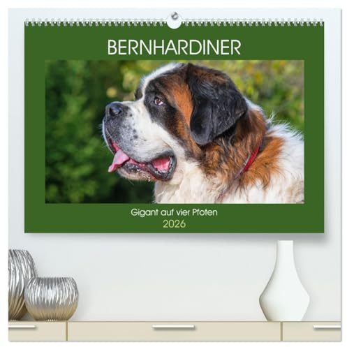 Bernhardiner - Gigant auf vier Pfoten (hochwertiger Premium Wandkalender 2026 DIN A2 quer), Kunstdruck in Hochglanz: 13 hinreißende Bilder dieser ... begleiten uns durch das Jahr (CALVENDO Tiere)