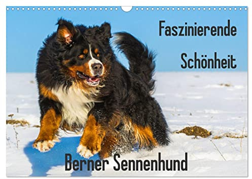 Faszinierende Schönheit Berner Sennenhund (Wandkalender 2026 DIN A3 quer), CALVENDO Monatskalender: Stark wie ein Bär, dabei temperamentvoll und ... den Berner Sennenhund (CALVENDO Tiere)