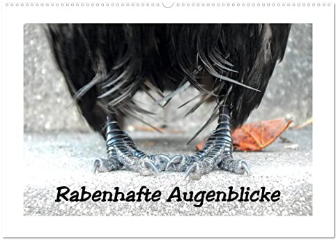 Rabenhafte Augenblicke (Wandkalender 2026 DIN A2 quer), CALVENDO Monatskalender: Rabenvögel auf Tuchfühlung, dem Glücksraben auf die Krallen geschaut (CALVENDO Tiere)