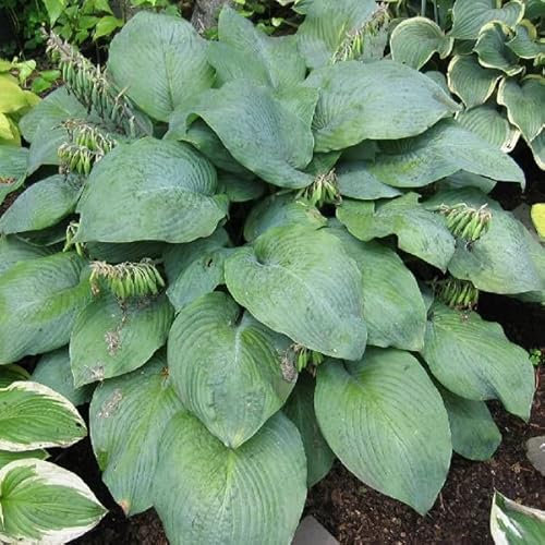 6 x Garten Funkie 'Blue Umbrellas' - Hosta 'Blue Umbrellas': Blaue Blätter wie Sonnenschirme.