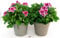 POWERS TO FLOWERS - GERANIO IMPERIALE, PELARGONIUM GRANDIFLORUM, 2 PIANTE, FUCSIA CON OCCHIO, VASO 17CM DIAMETRO, piante vere