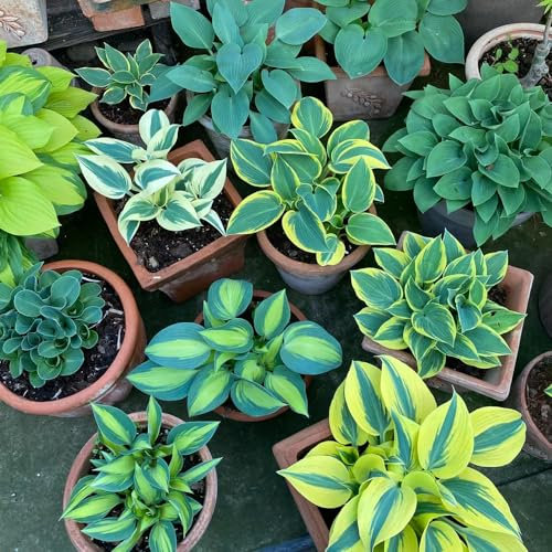 50 pcs funkien pflanze winterhart samen - Hosta plantaginea - wildblumen, winterharte stauden funkien samen wiesenblumen samen, balkonpflanzen winterhart blumen balkon, bonsai samen