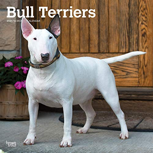 Bull Terriers - Bull Terrier 2021 - 16-Monatskalender mit freier DogDays-App: Original BrownTrout-Kalender [Mehrsprachig] [Kalender] (Wall-Kalender)
