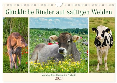 Glückliche Rinder auf saftigen Weiden (Wandkalender 2026 DIN A4 quer), CALVENDO Monatskalender: Verschiedene Rinderrassen im Portrait (CALVENDO Tiere)