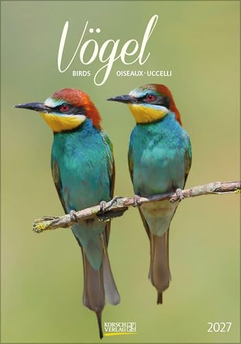 Vögel 2027: Wandkalender mit Fotos von heimischen Vögeln. Format 23,5 x 33,5 cm.