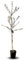 Olivier arbre olives Itrana - Plante fruitière sur pot 20 arbre max 150 cm - 2 ans