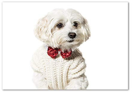 Tulup Glas-Bild Wandbild aus Glas - Wandkunst - Wandbild hinter gehärtetem Sicherheitsglas - Dekorative Wand für Küche & Wohnzimmer 100x70 - Tiere - Malteser mit Fliege - Rot