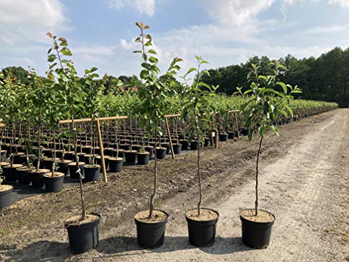 1 Apfelbaum Goldparmäne 120-150cm im Topf Busch Obstbaum Apfel Baum Obst Apfelbaum Malus domestica & Dünger für die Jahresdüngung