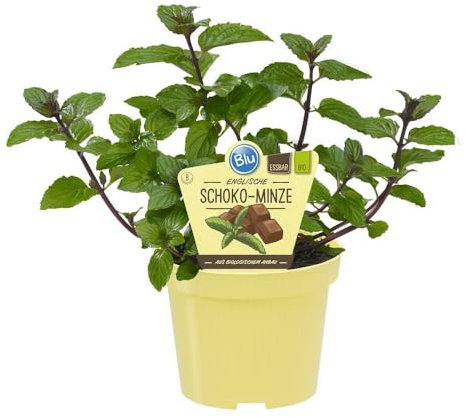 Schoko-Minze in BIO-Qualität - Mentha x piperita - Kräuterpflanze im 12cm Topf