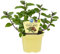 Schoko-Minze in BIO-Qualität - Mentha x piperita - Kräuterpflanze im 12cm Topf