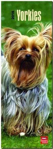Yorkshire Terriers 2014 - Yorkies: Original BrownTrout-Kalender - Slimline [Mehrsprachig] [Kalender] (Slimline-Kalender)